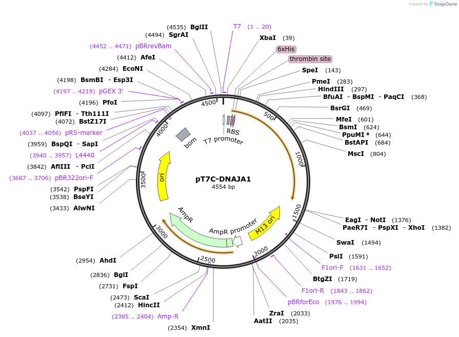 177655-plasmid-map-sequence-id-357863