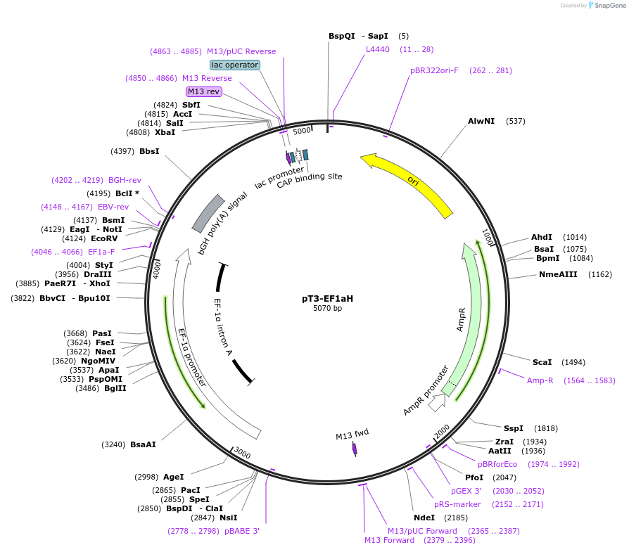 180149-plasmid-map-sequence-id-357865
