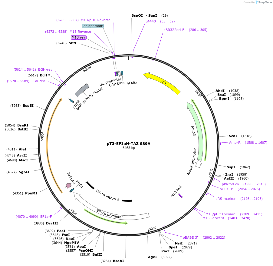 179910-plasmid-map-sequence-id-357866