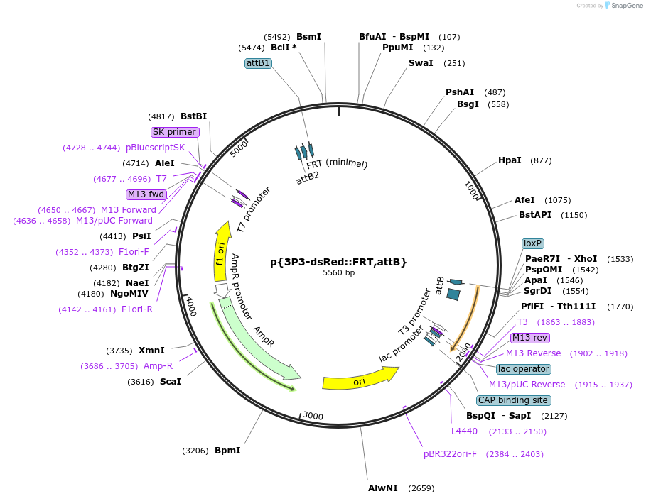 182176-plasmid-map-sequence-id-357869