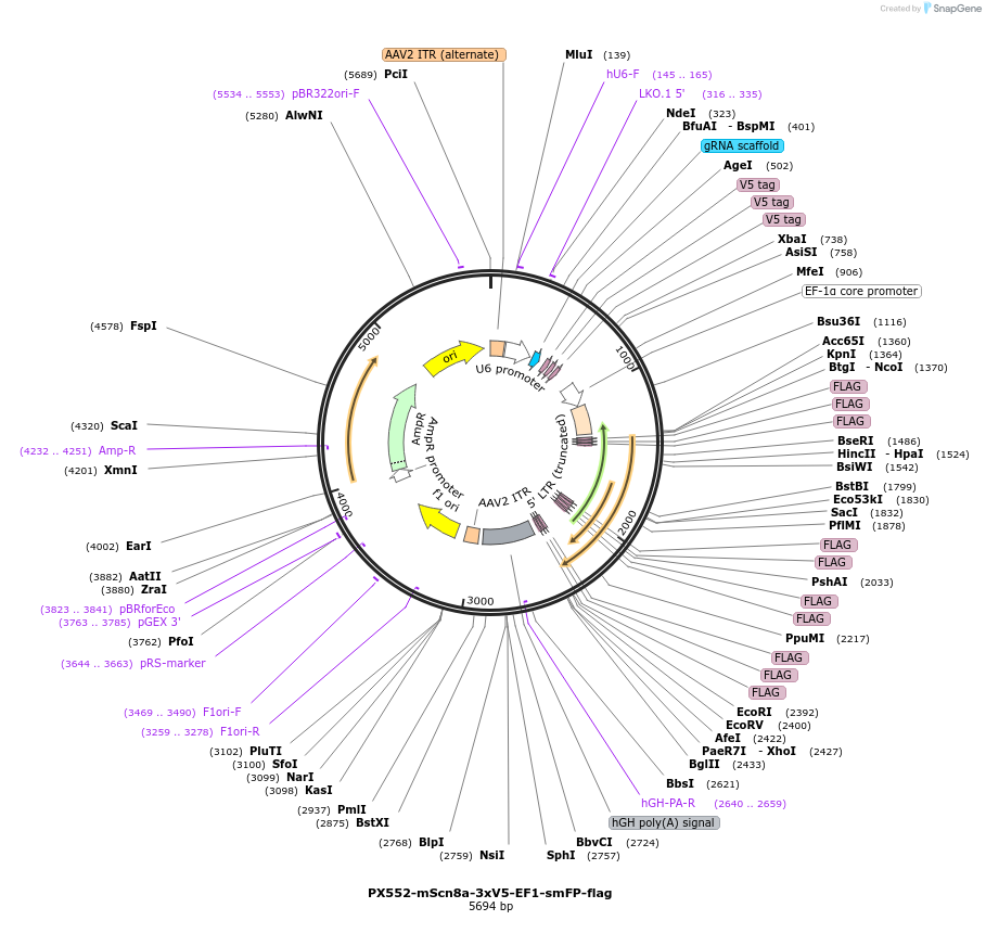 182562-plasmid-map-sequence-id-357871