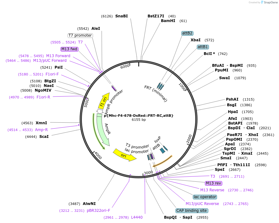 182187-plasmid-map-sequence-id-357872