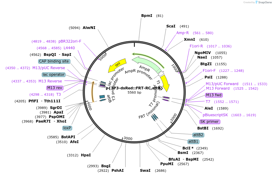 182177-plasmid-map-sequence-id-357874