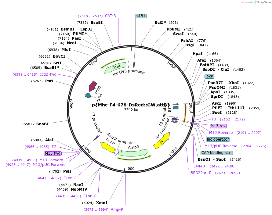 182171-plasmid-map-sequence-id-357875