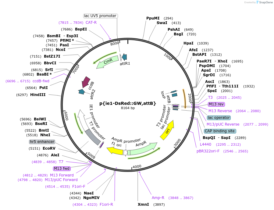 182173-plasmid-map-sequence-id-357878