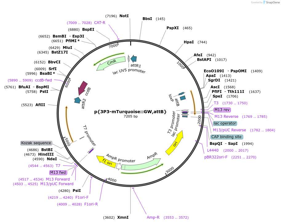 182169-plasmid-map-sequence-id-357881