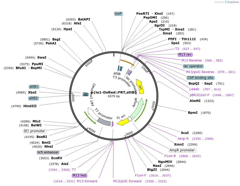 182190-plasmid-map-sequence-id-357885
