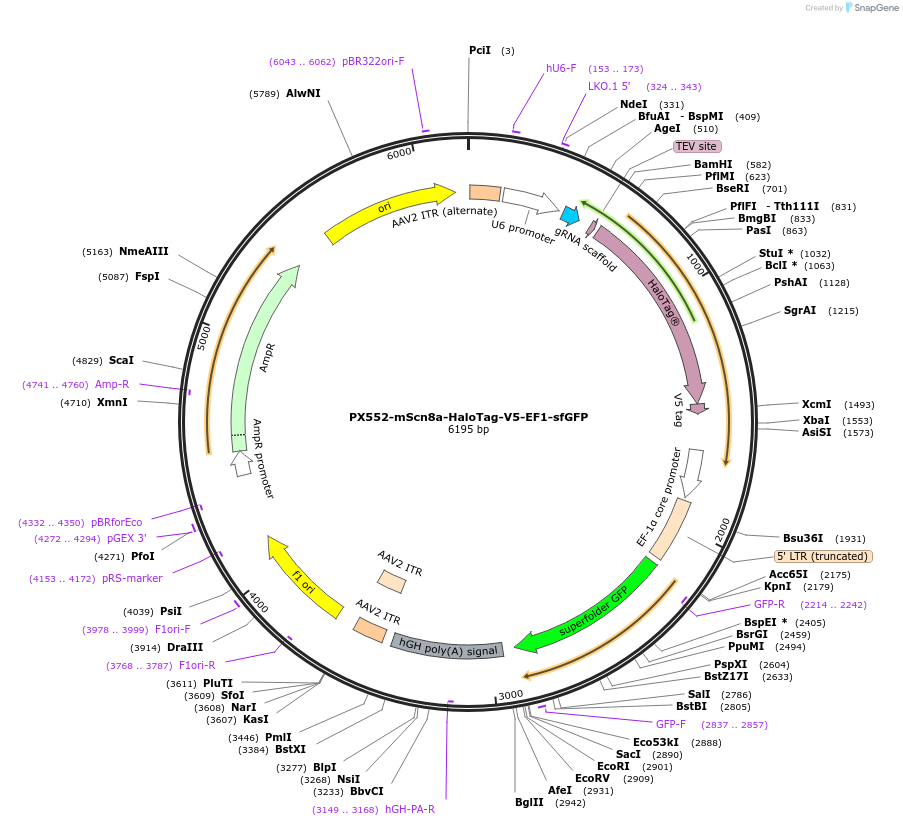 182565-plasmid-map-sequence-id-357891