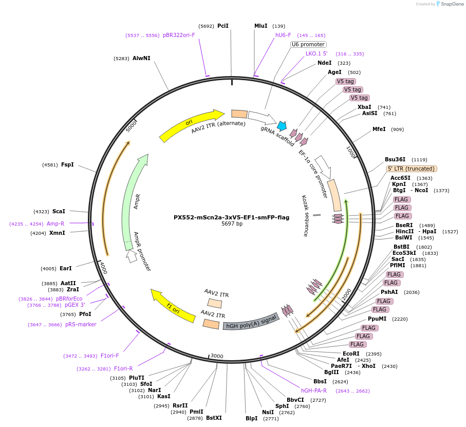 182561-plasmid-map-sequence-id-357904