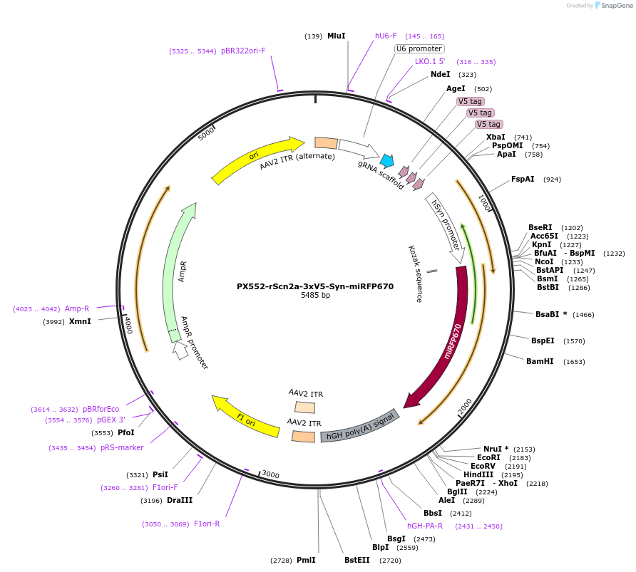 182566-plasmid-map-sequence-id-357910