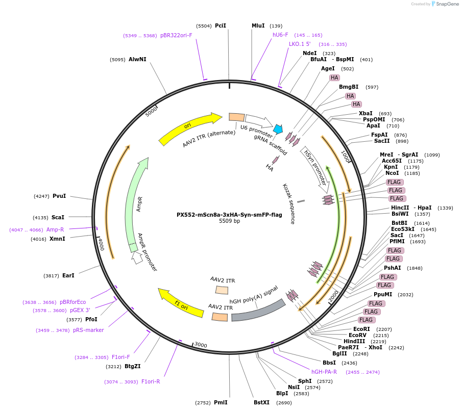 182563-plasmid-map-sequence-id-357913