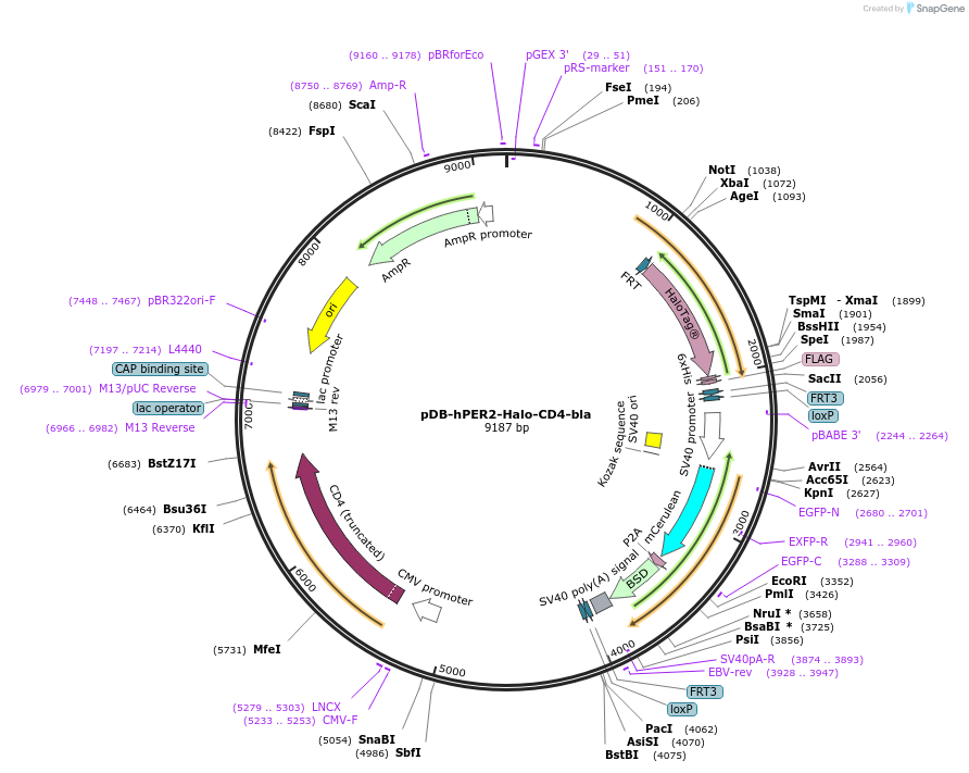 179451-plasmid-map-sequence-id-357926