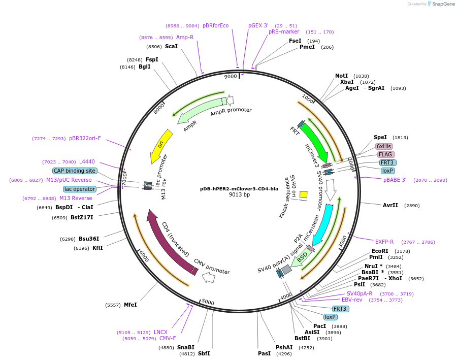 179448-plasmid-map-sequence-id-357930