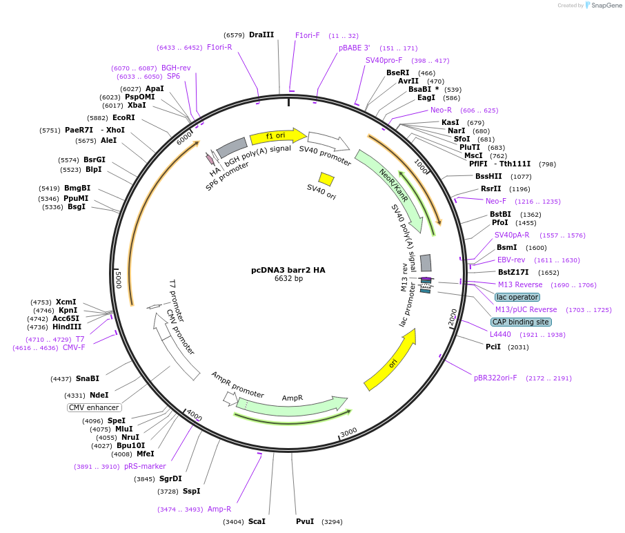 14692-plasmid-map-sequence-id-357943