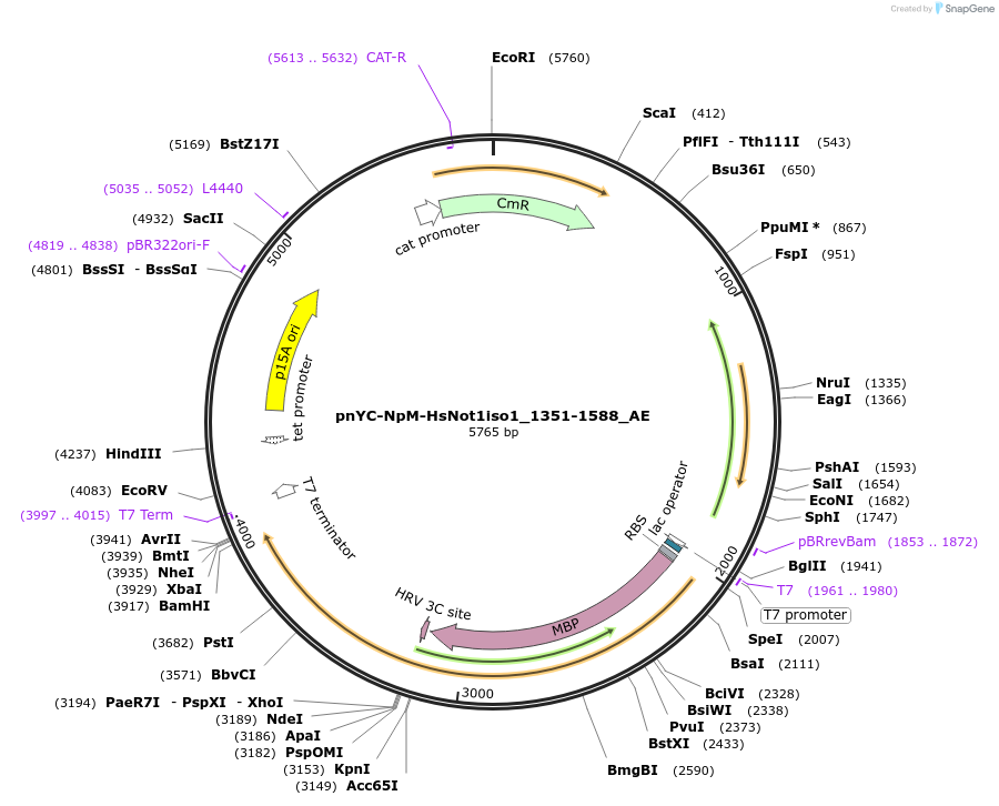148630-plasmid-map-sequence-id-358005