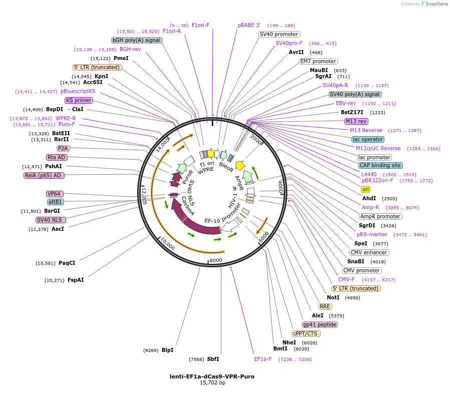 99373-plasmid-map-sequence-id-358012