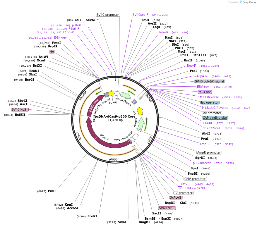 61357-plasmid-map-sequence-id-358013