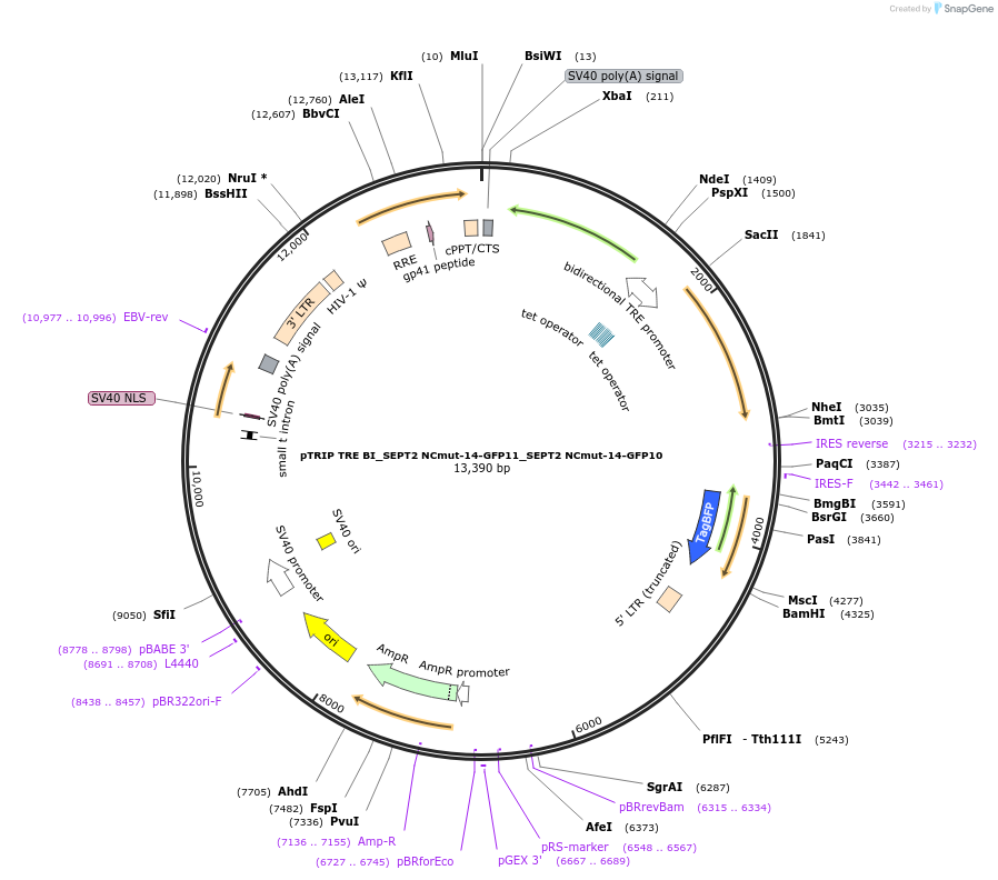 180357-plasmid-map-sequence-id-358018