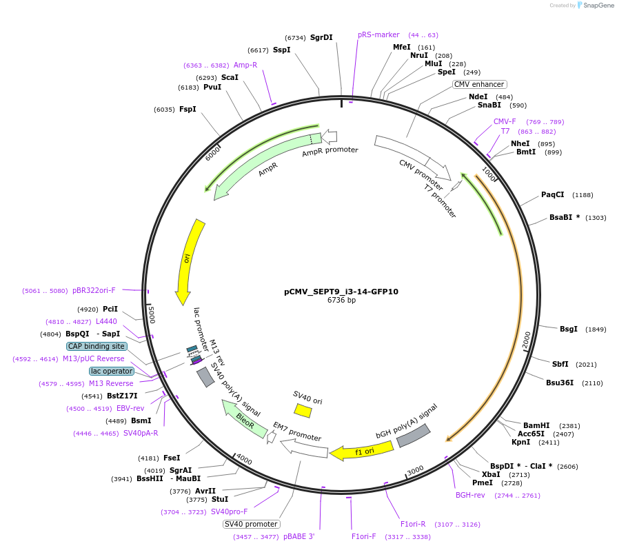 180345-plasmid-map-sequence-id-358029