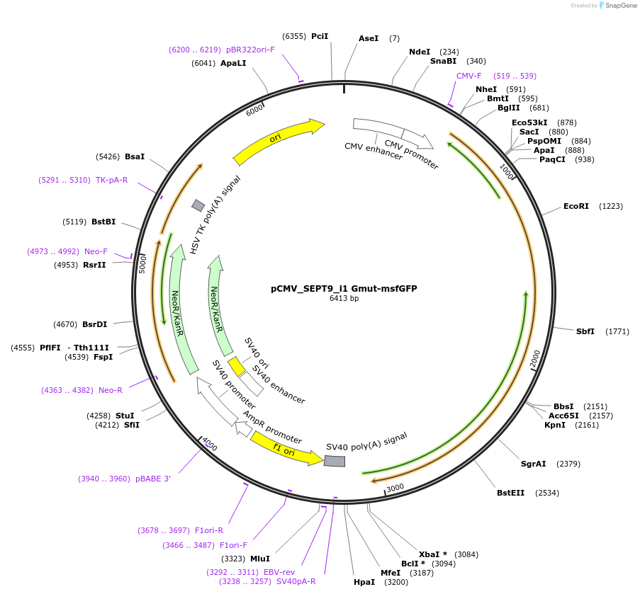 180331-plasmid-map-sequence-id-358030
