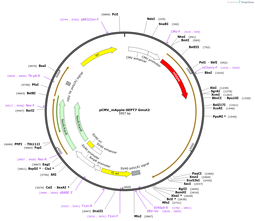 180317-plasmid-map-sequence-id-358040