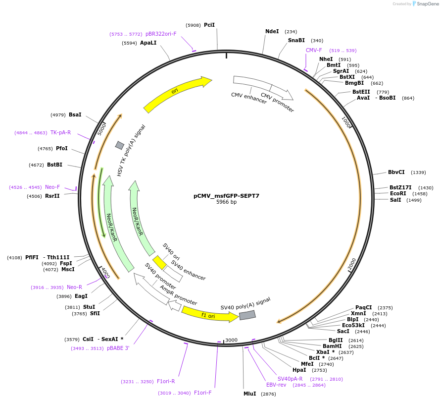 180315-plasmid-map-sequence-id-358042