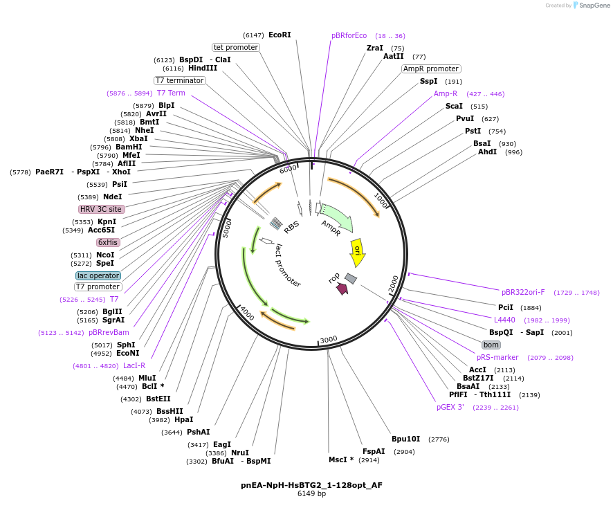 148656-plasmid-map-sequence-id-358049