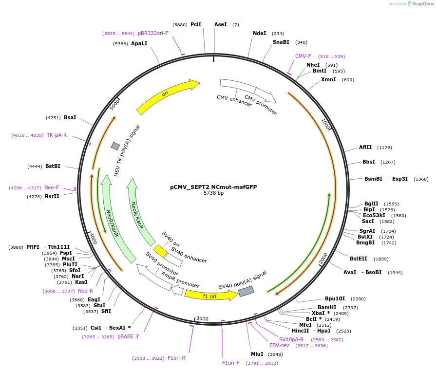 180320-plasmid-map-sequence-id-358053