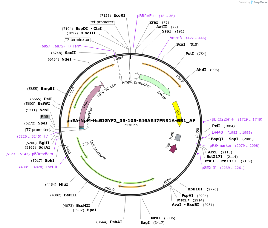 148686-plasmid-map-sequence-id-358062