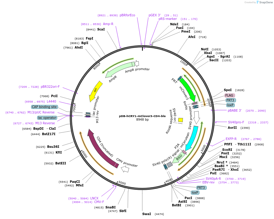 179441-plasmid-map-sequence-id-358066