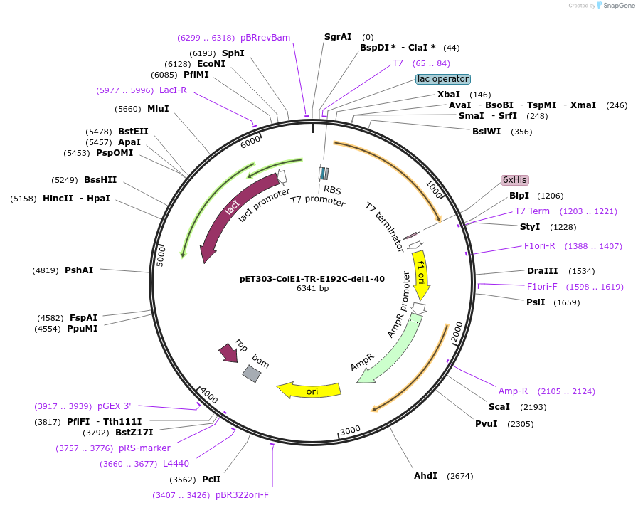 180235-plasmid-map-sequence-id-358071