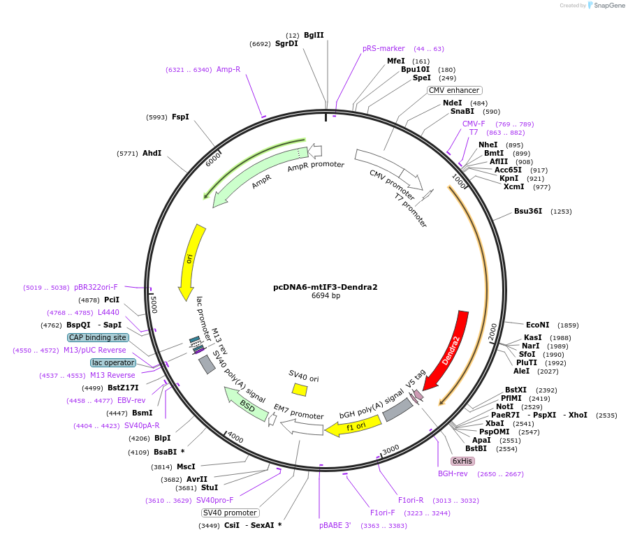 182371-plasmid-map-sequence-id-358083