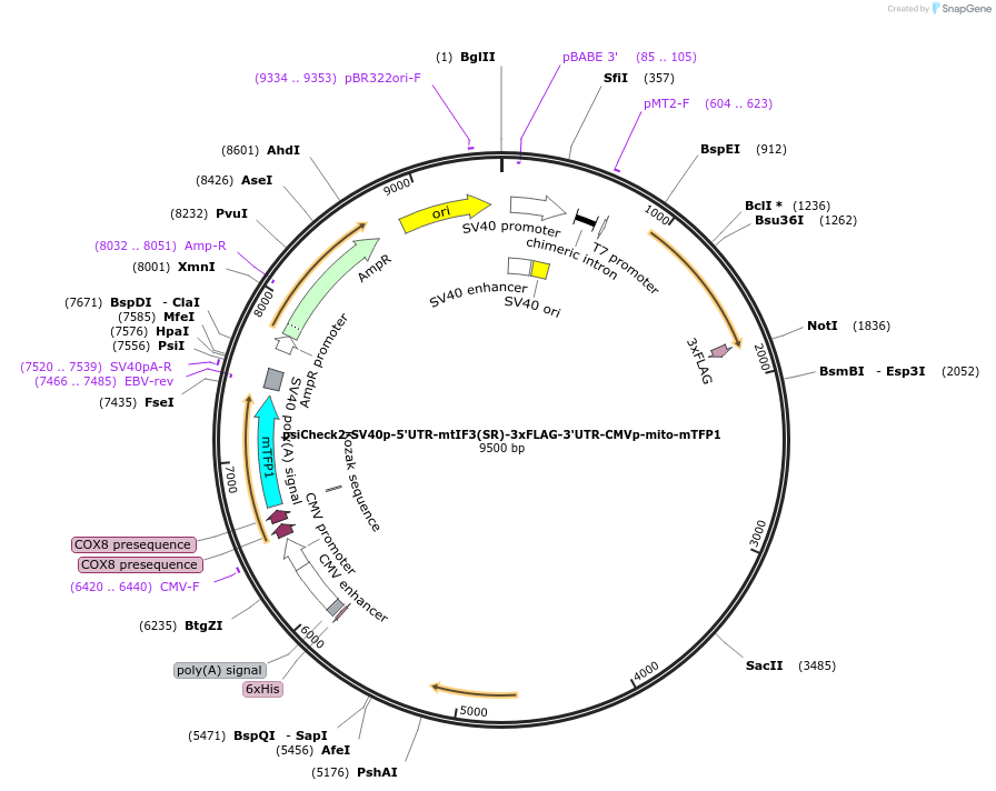 182378-plasmid-map-sequence-id-358087