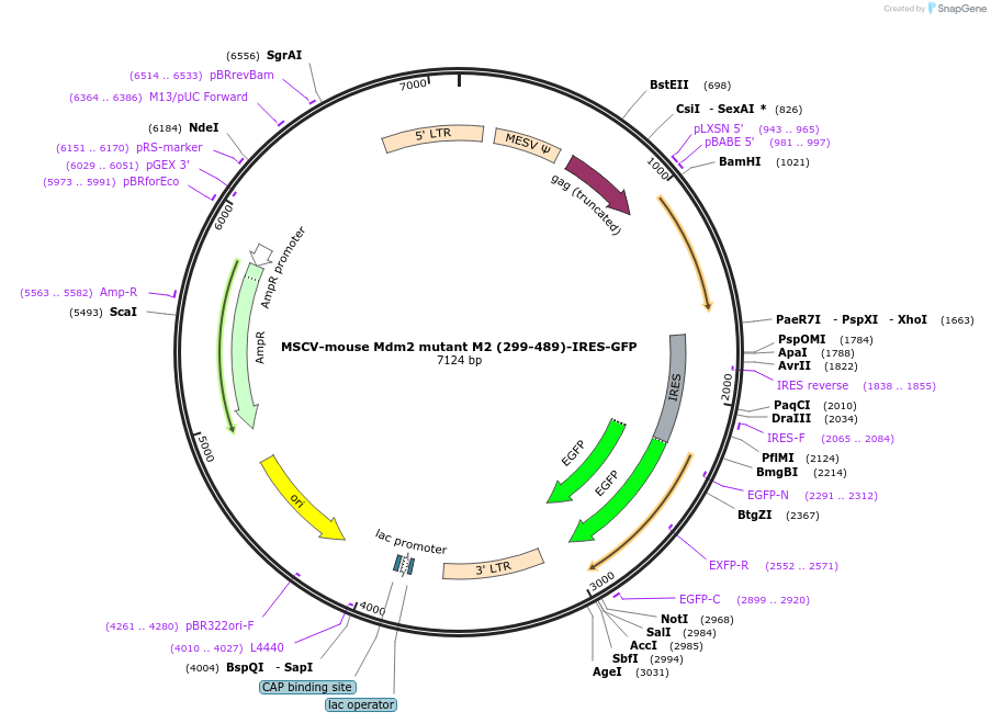 180489-plasmid-map-sequence-id-358090
