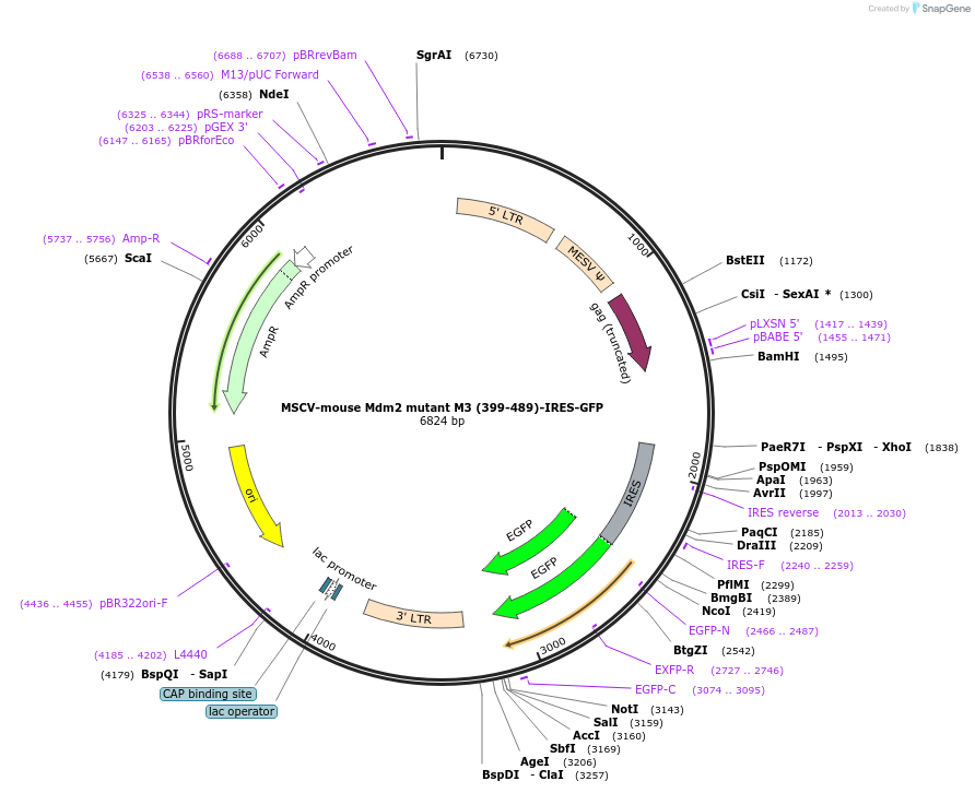 180490-plasmid-map-sequence-id-358094