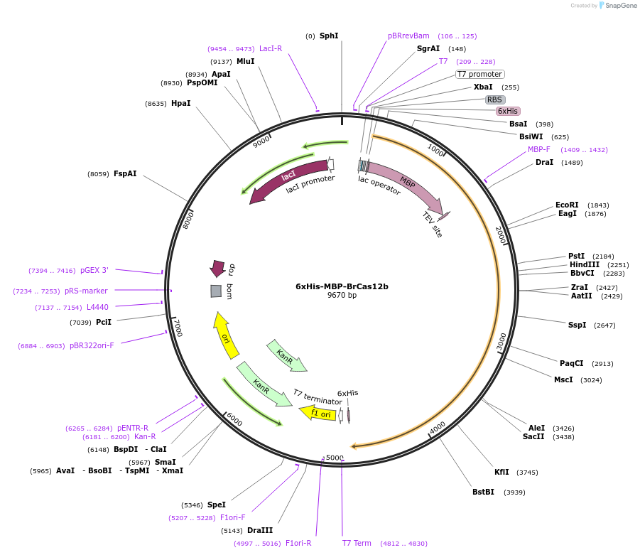 182276-plasmid-map-sequence-id-358109