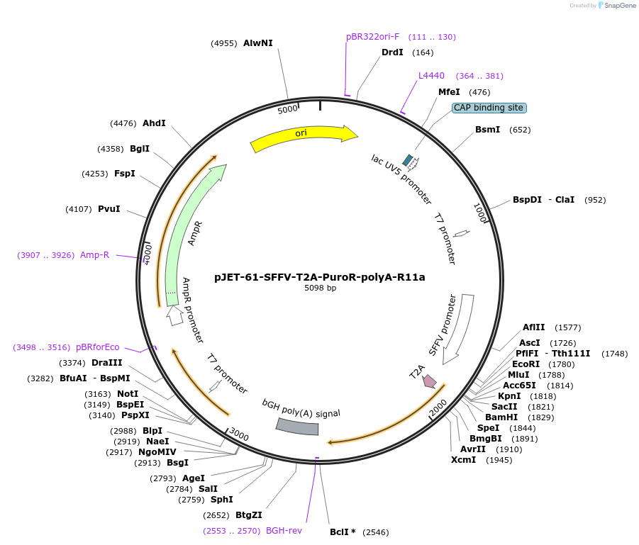 179892-plasmid-map-sequence-id-358130