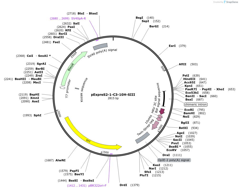 175444-plasmid-map-sequence-id-358135