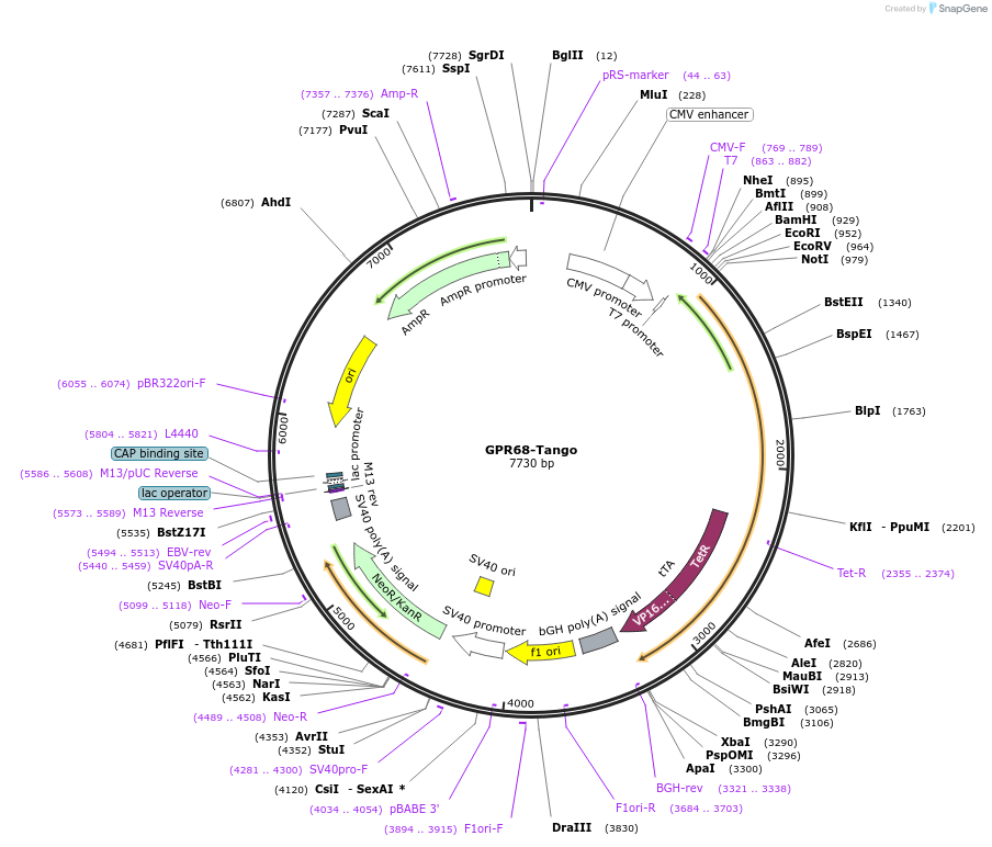 66371-plasmid-map-sequence-id-358136