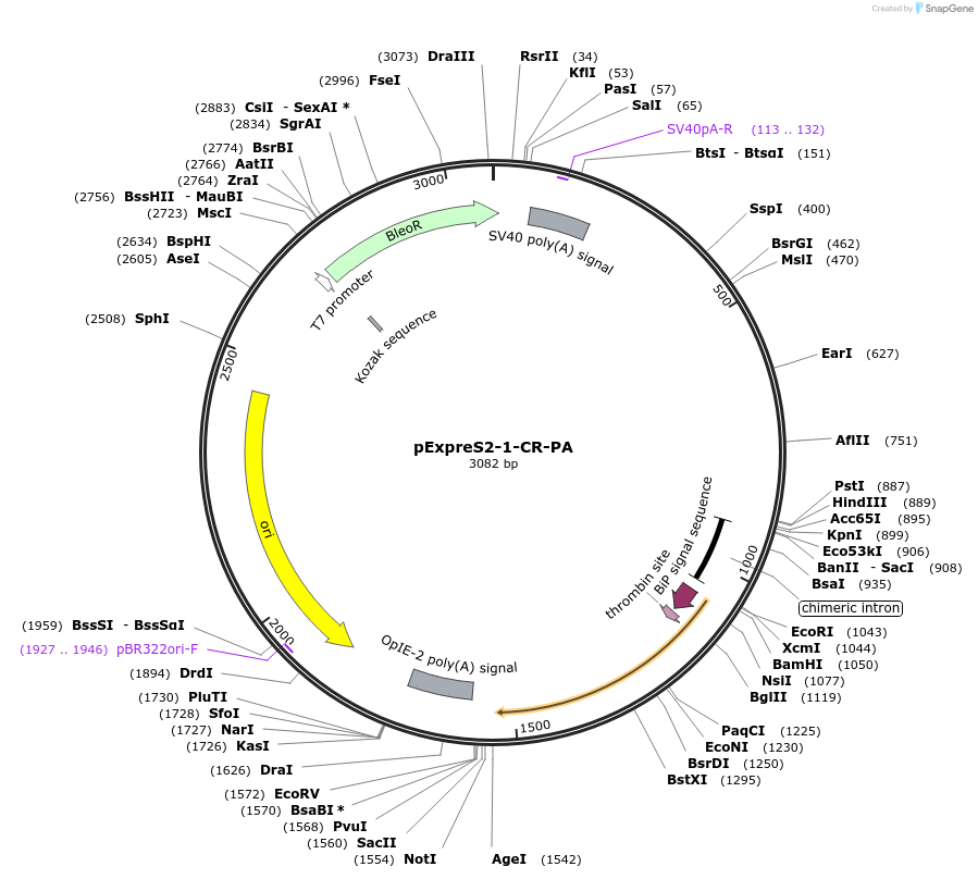 175445-plasmid-map-sequence-id-358137