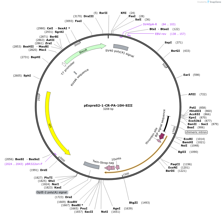 175447-plasmid-map-sequence-id-358139