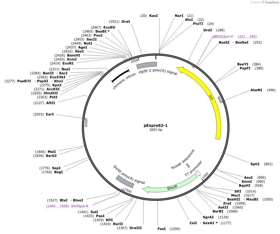 175360-plasmid-map-sequence-id-358140