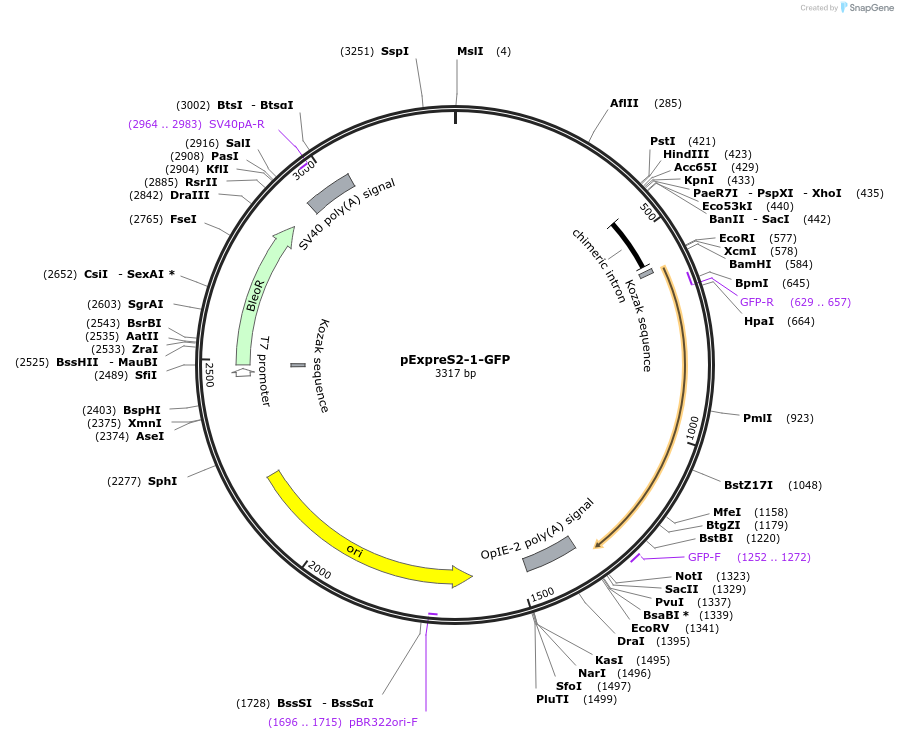 175363-plasmid-map-sequence-id-358141