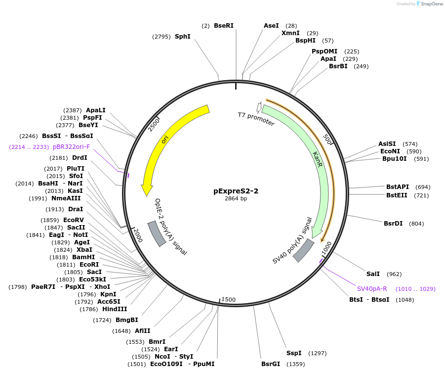 175362-plasmid-map-sequence-id-358142