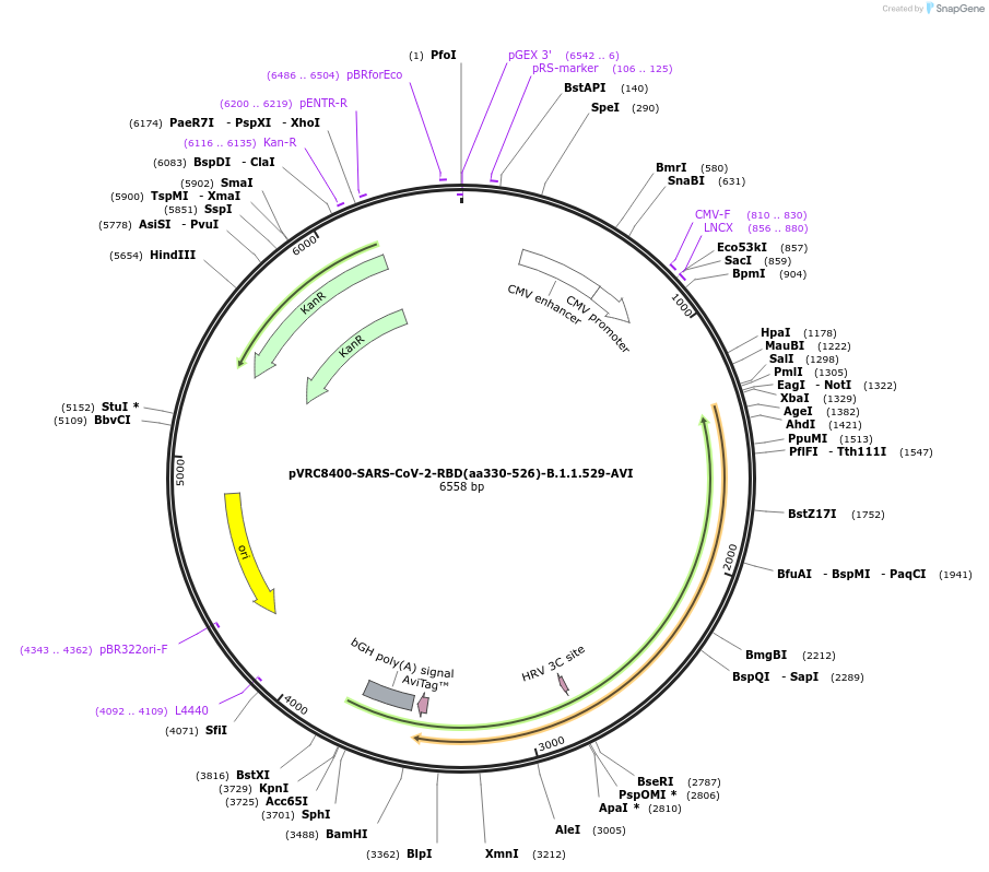 182930-plasmid-map-sequence-id-358143