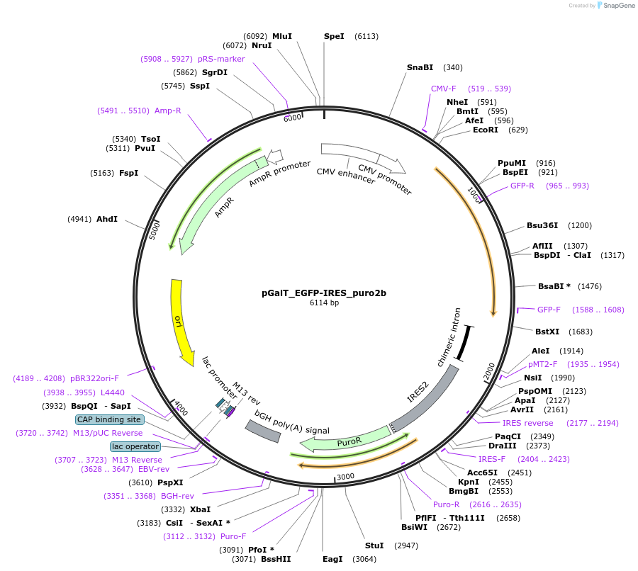 31804-plasmid-map-sequence-id-35815
