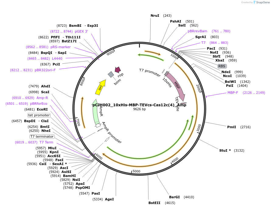 183069-plasmid-map-sequence-id-358153