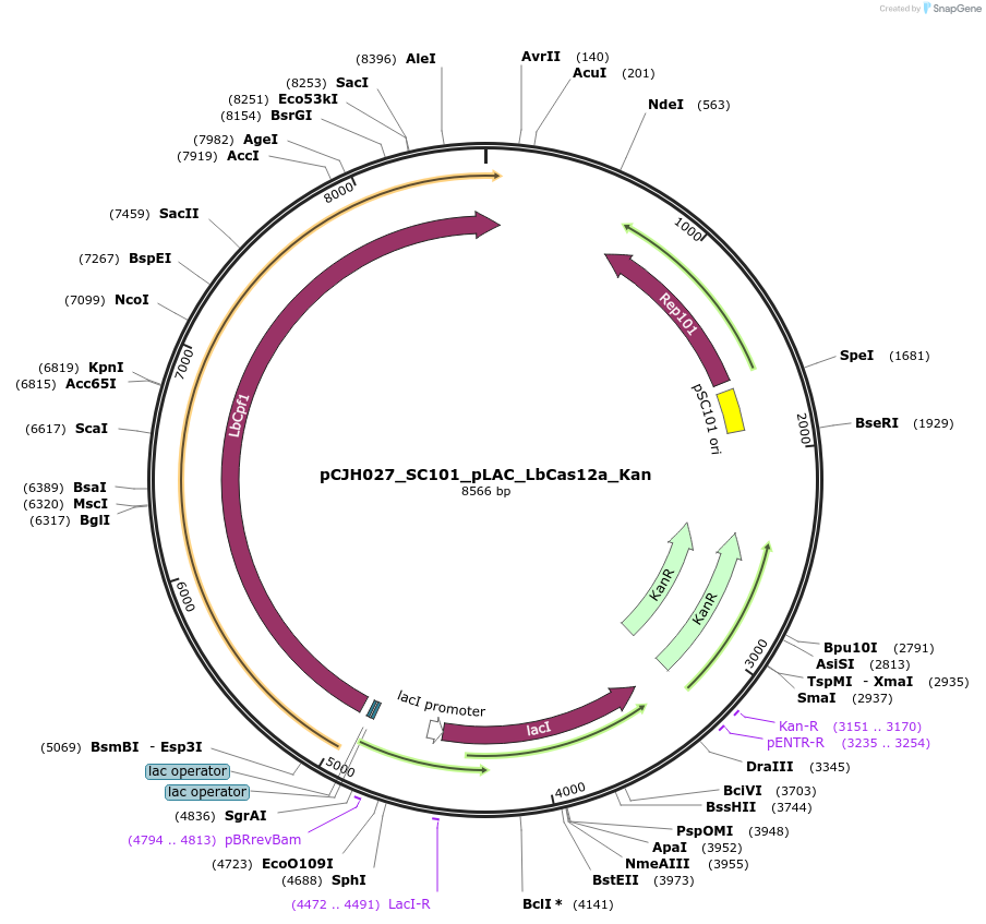 183074-plasmid-map-sequence-id-358158