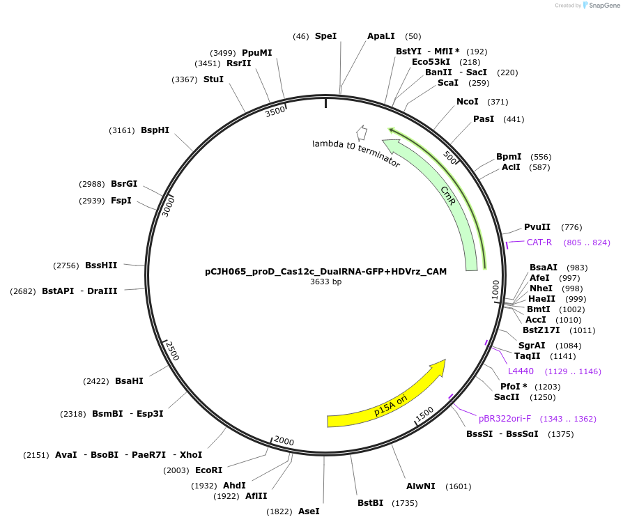 183077-plasmid-map-sequence-id-358160