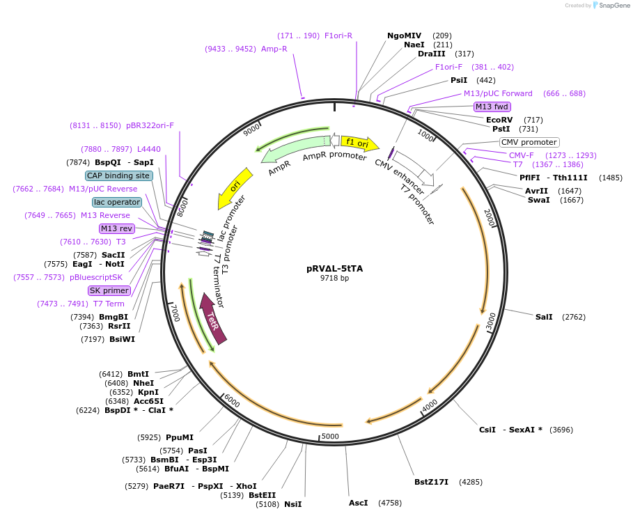 182966-plasmid-map-sequence-id-358165